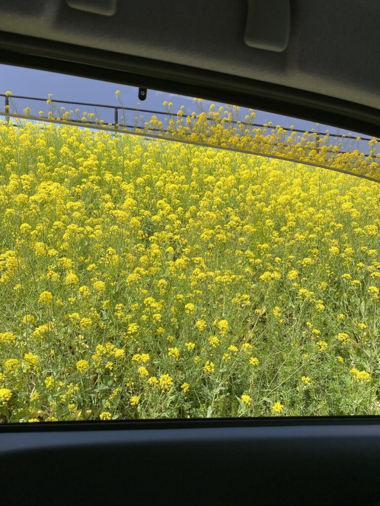 江戸川の菜の花